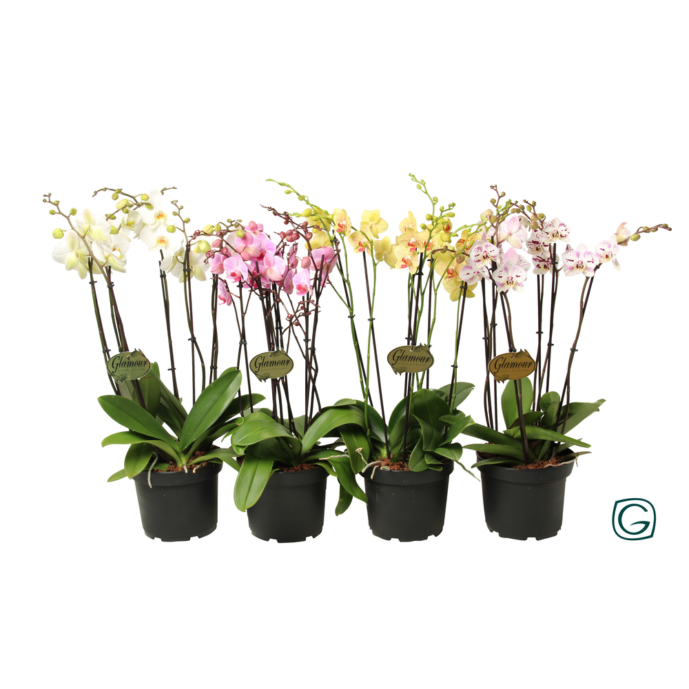 Phalae. XXL 6 tk mix P23.