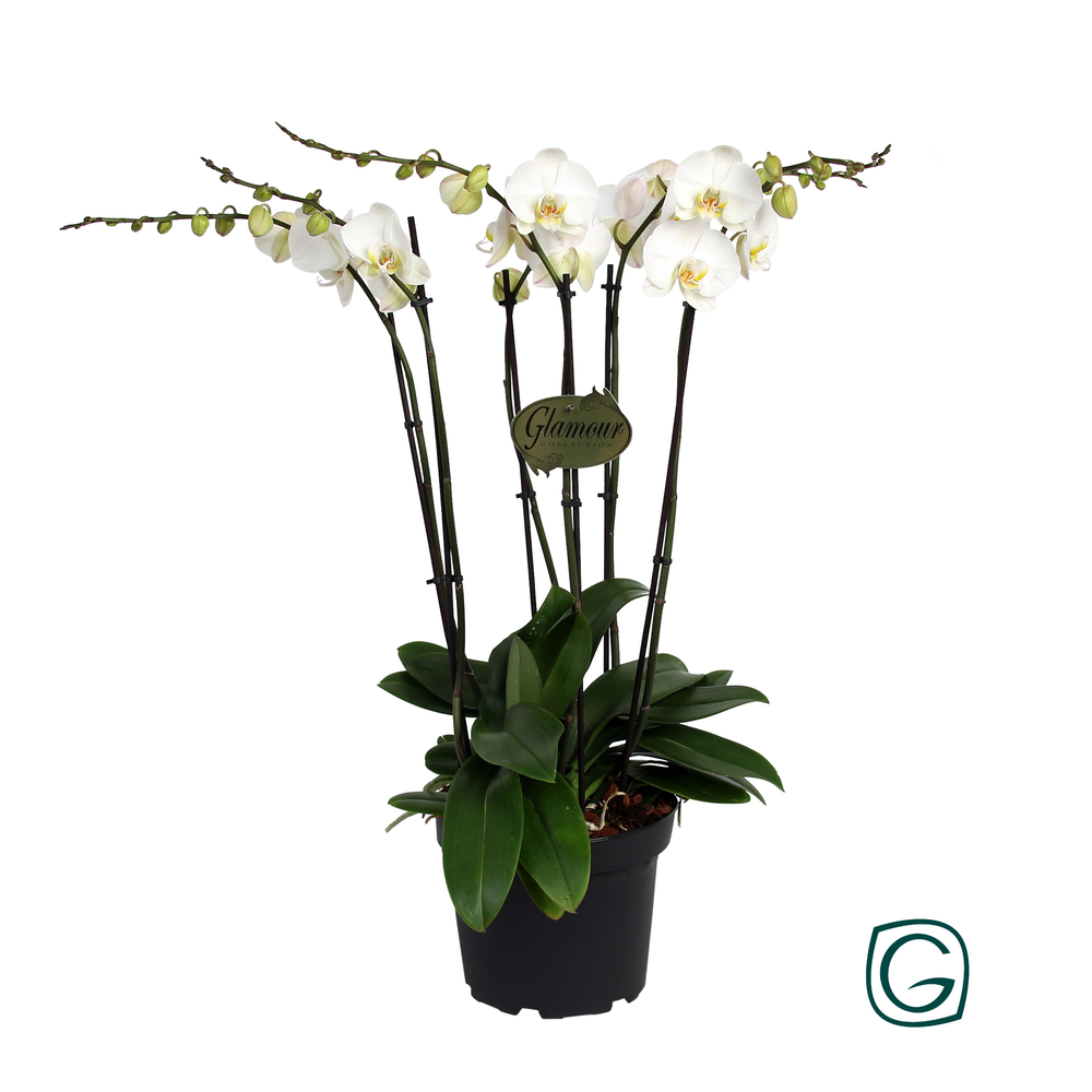 Phalae. XXL 6 tk white p23.