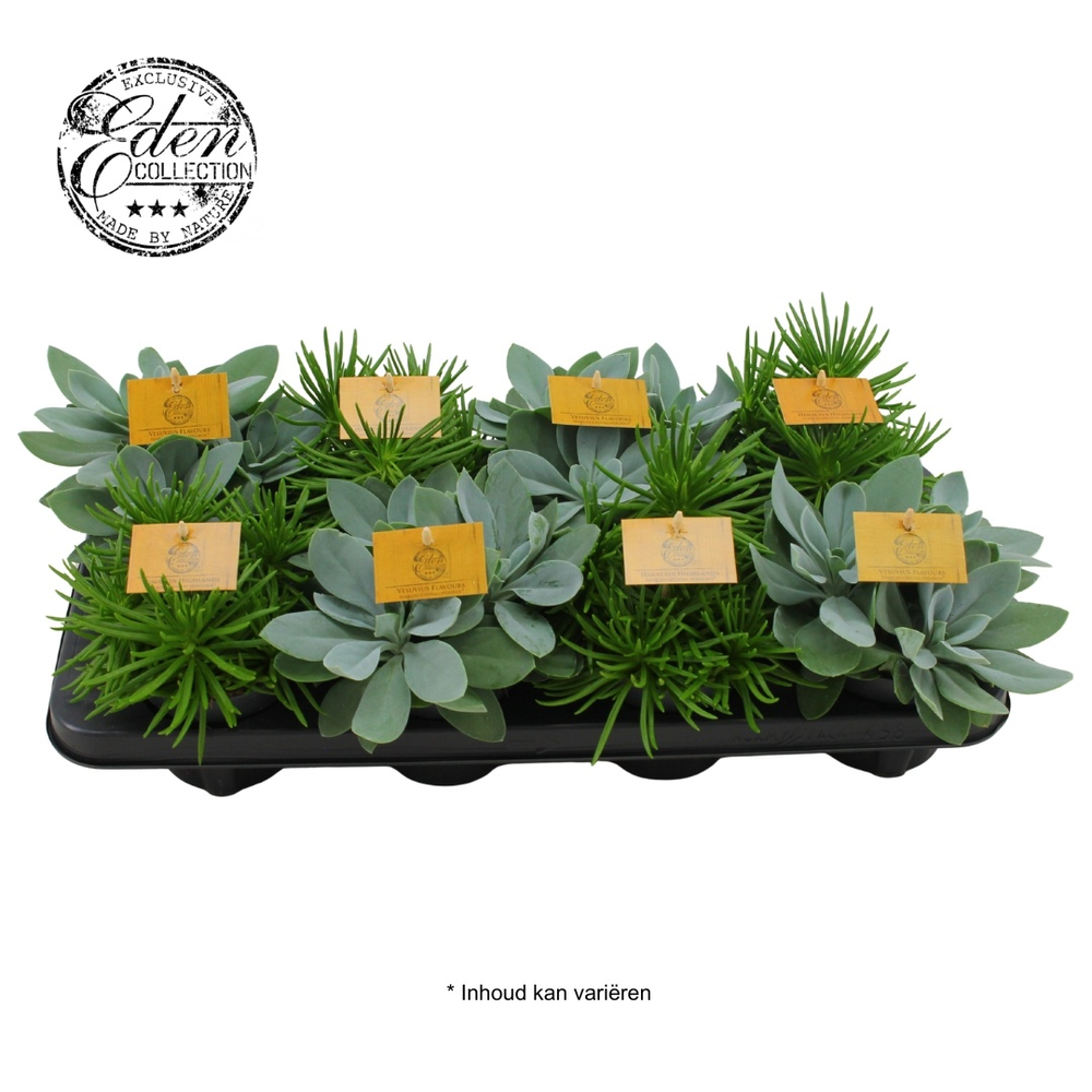 Senecio gemengd 10,5cm.