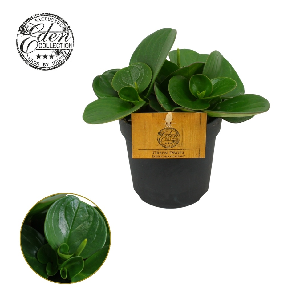 Peperomia Obtipan Groen 10,5cm.