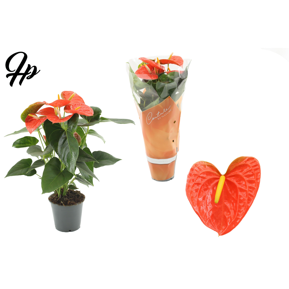 Anthurium Prince of Orange in Couture sleeve.