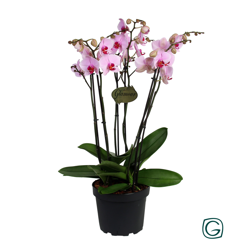 Phalae. XXL 6 tk pink P23.