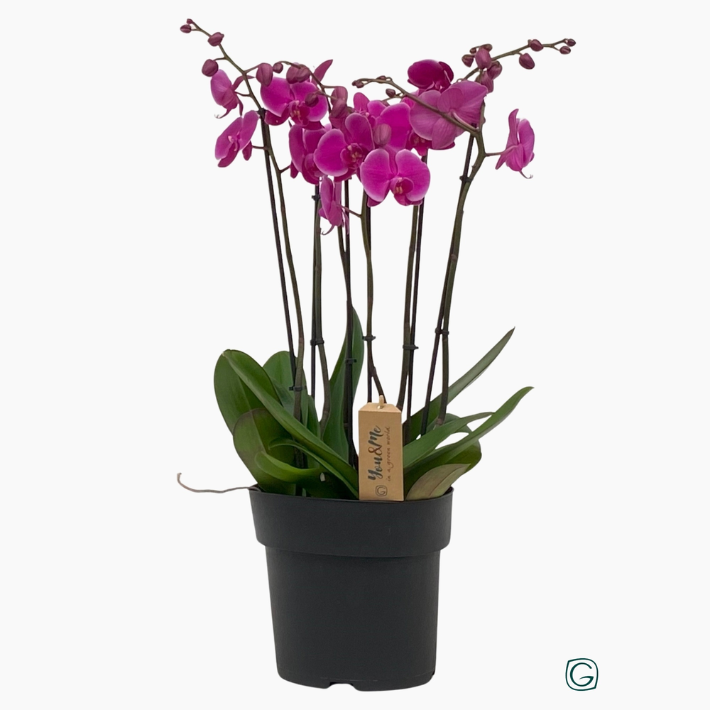 Phalaenopsis XXL 6 tak paars P23.