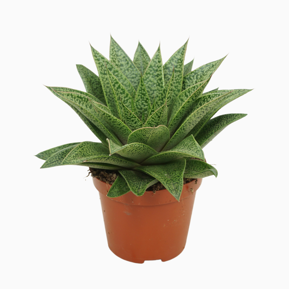 Gasteria d'tiga 8,5 cm met etiket.