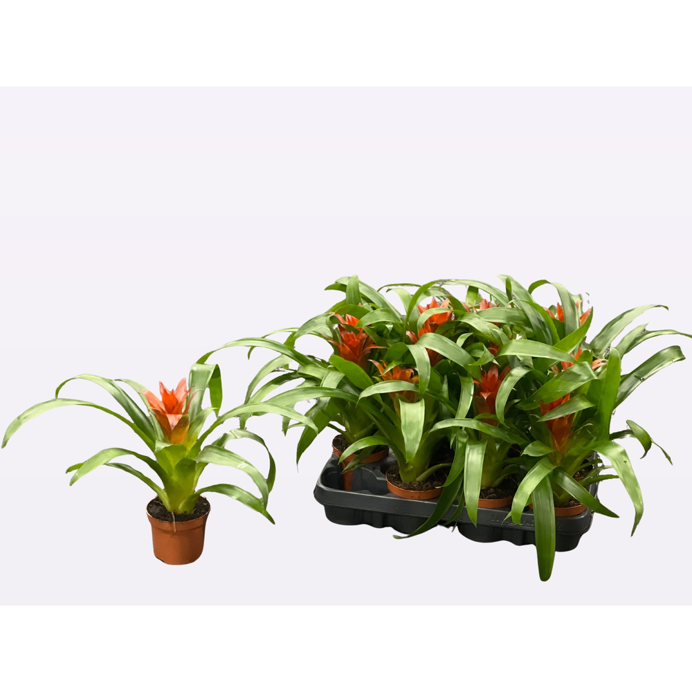 Guzmania 'Ostara'.