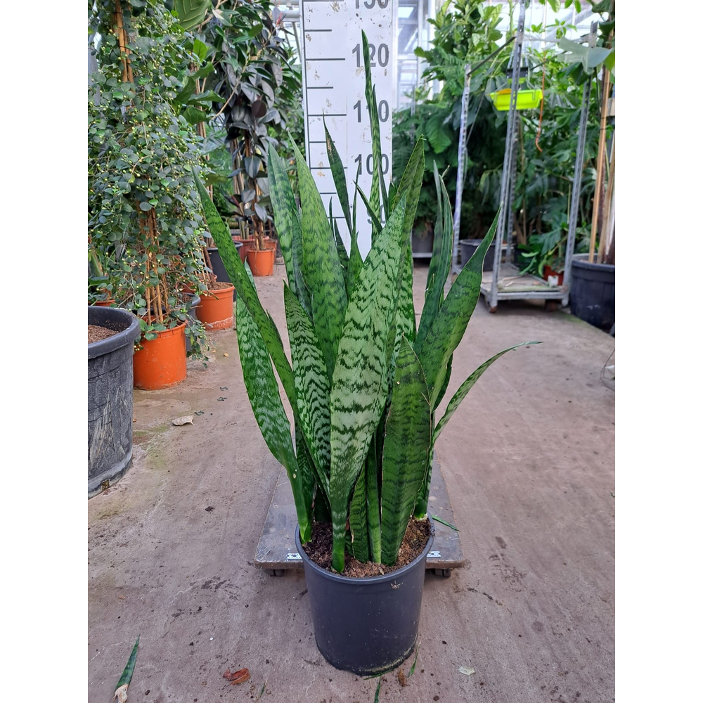 Sansevieria Zeylanica 110.