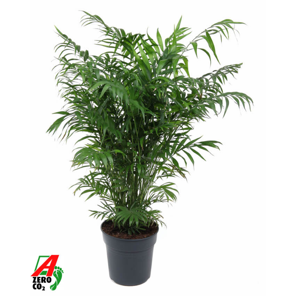 Chamaedorea Elegans P24.