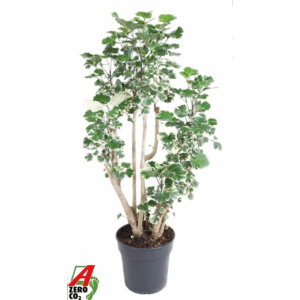 Polyscias Balfouriana vertakt P27.