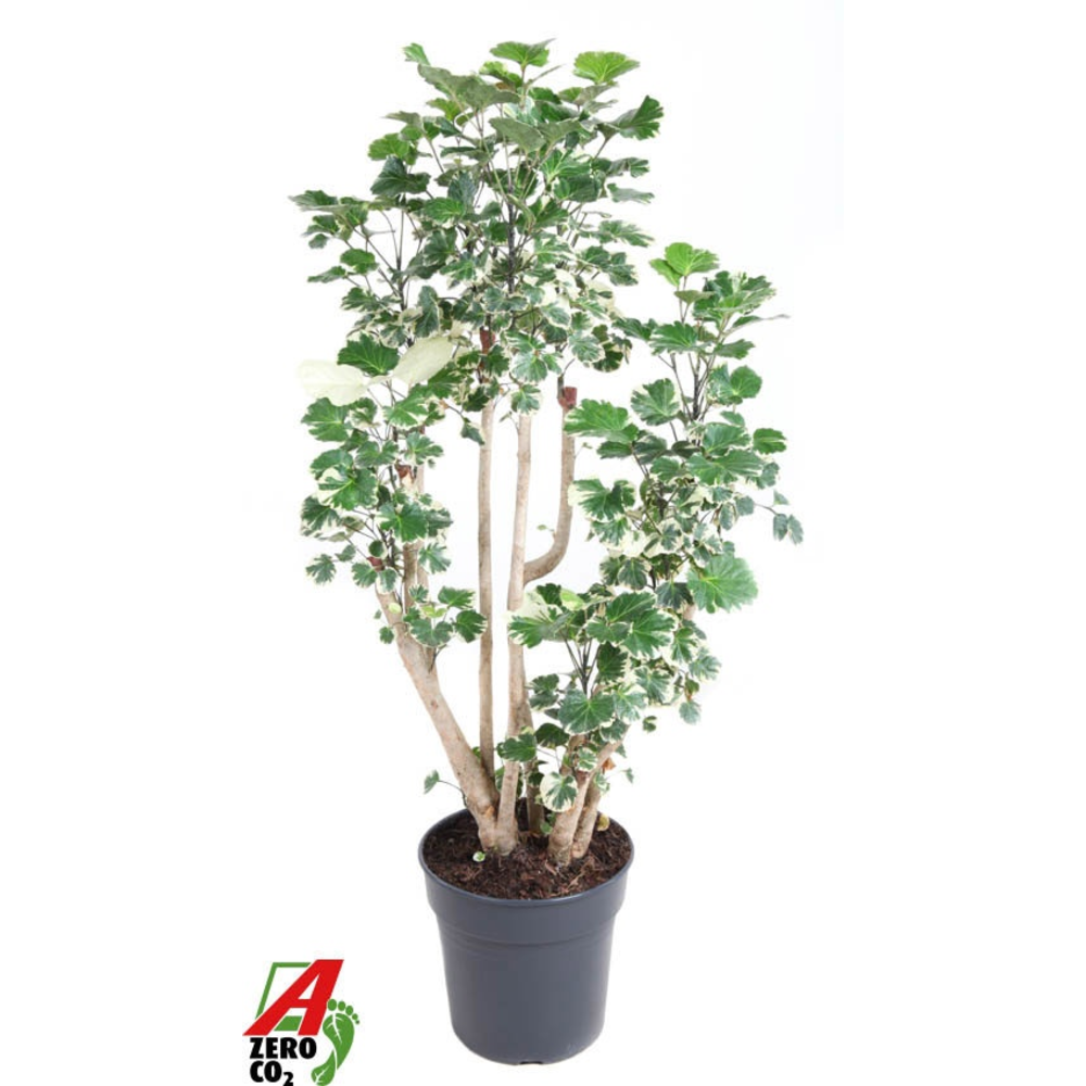 Polyscias Balfouriana vertakt P27.