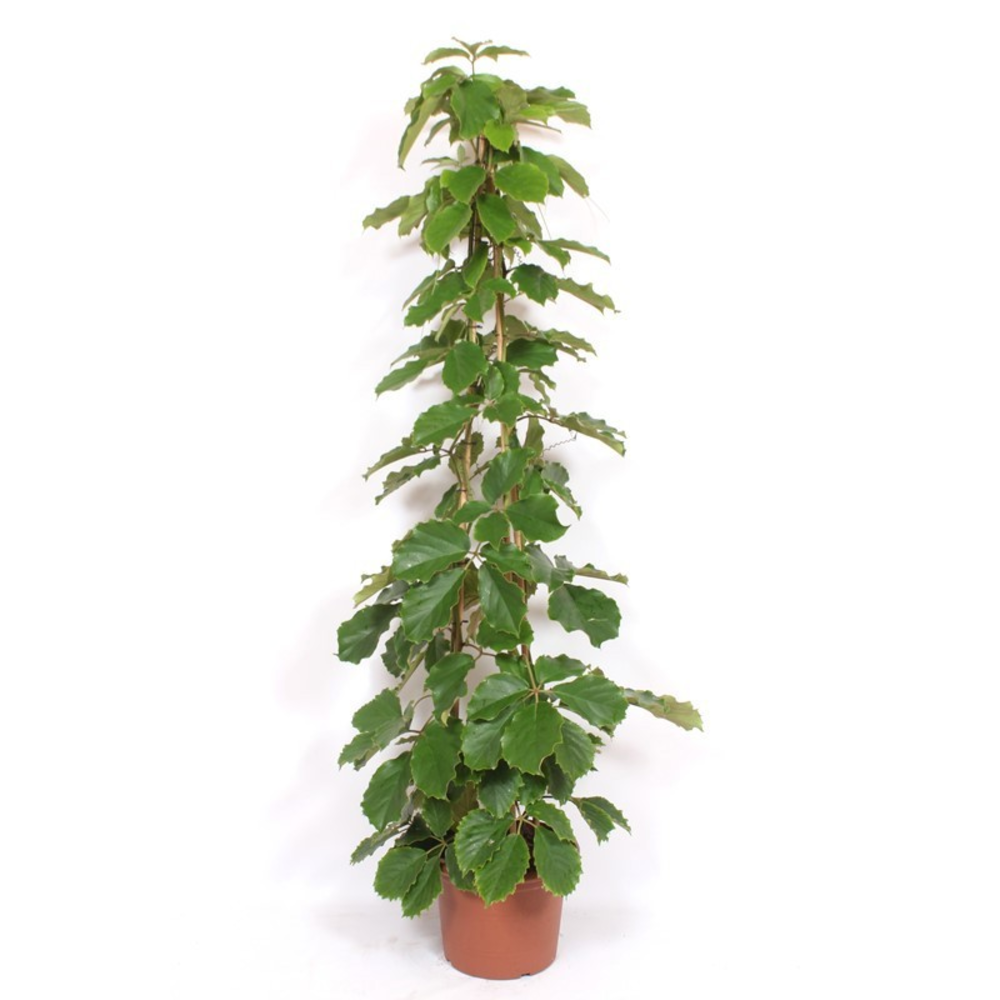 Tetrastigma voinierianum.