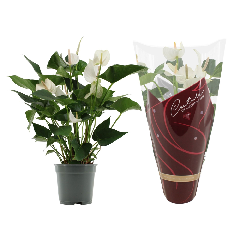 Anthurium 17 cm White Winner in Couture Diamond sl.