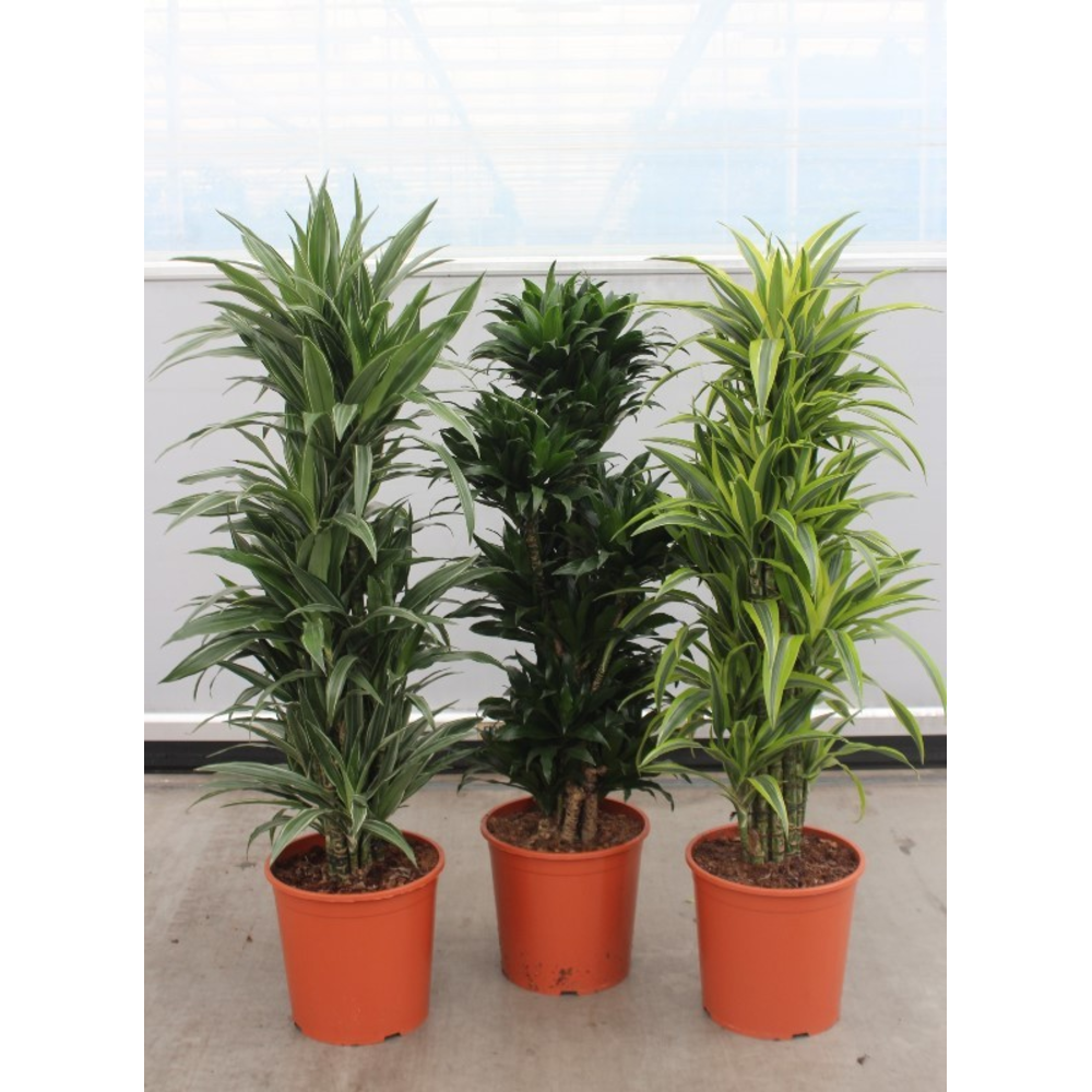 Dracaena fragrans mixkar 30.