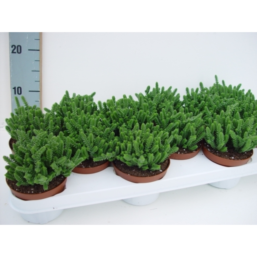 Crassula licopodioides.