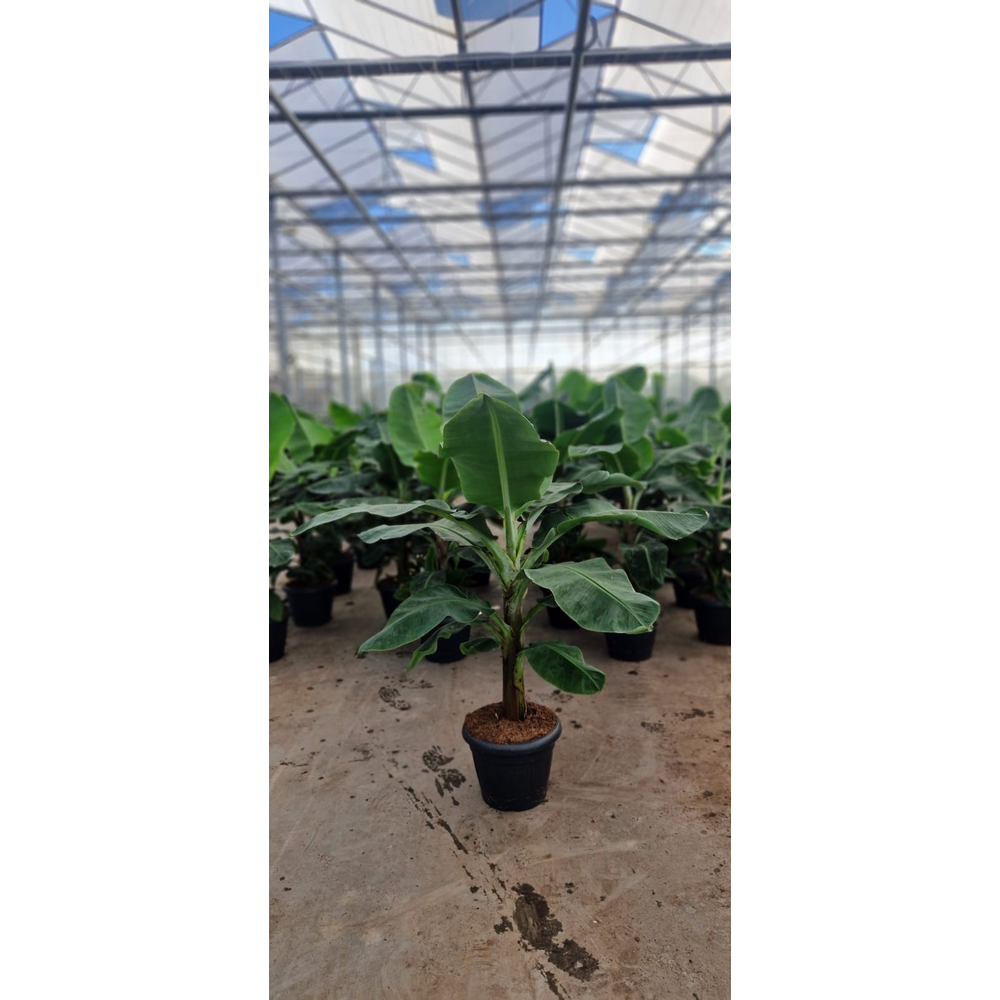 Musa Dwarf Cavendish decopot.