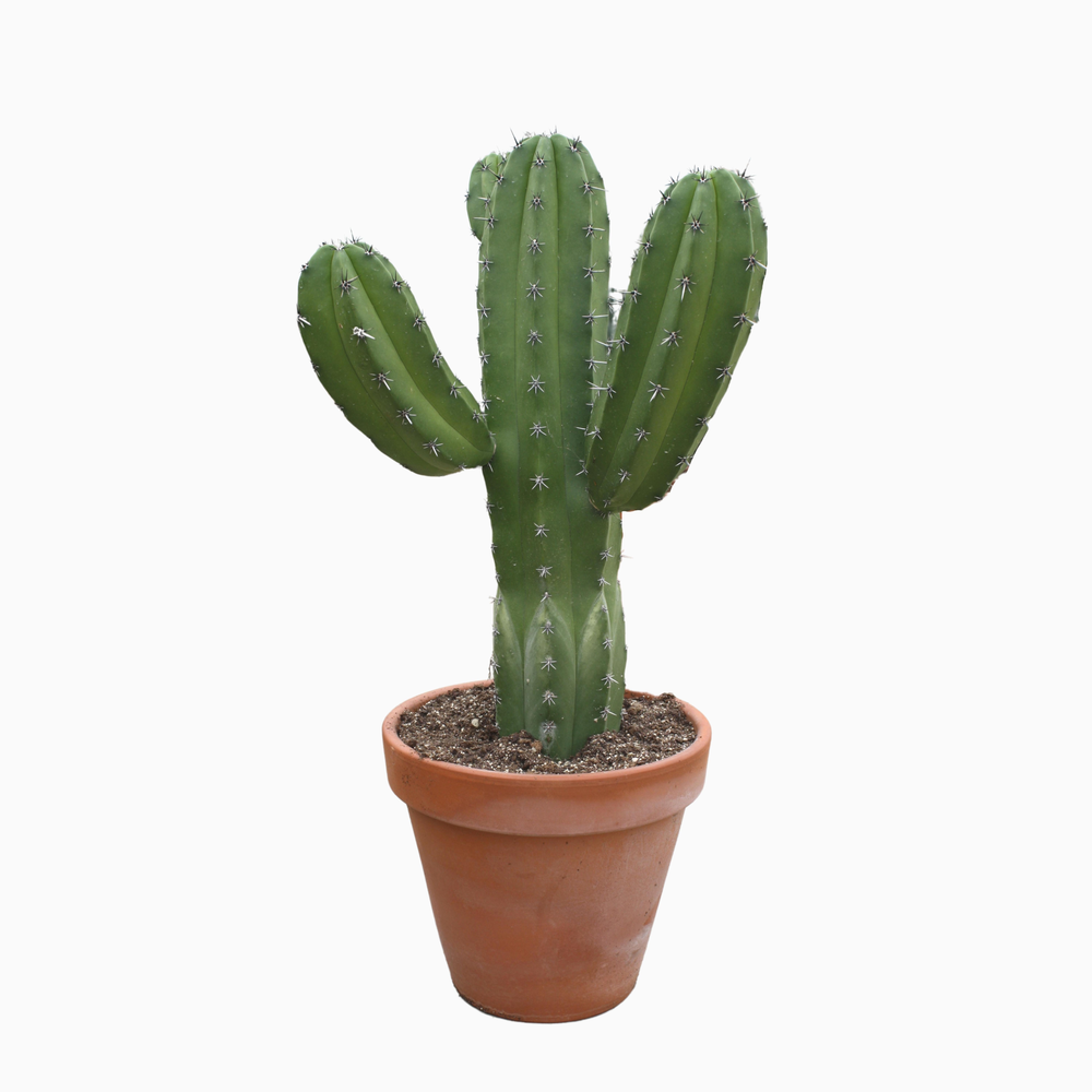 Polaskia chichipe 27 cm.