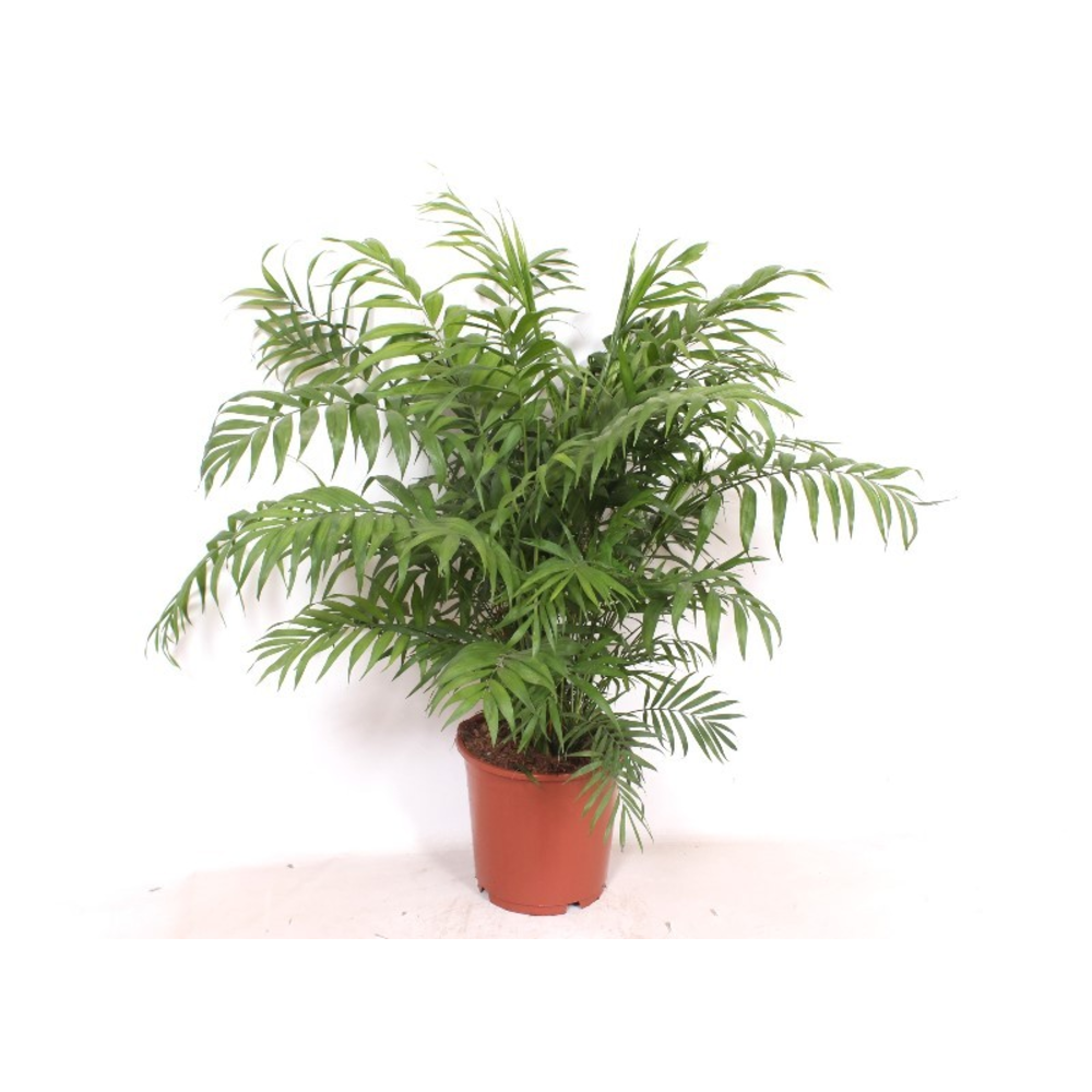 Chamaedorea elegans.