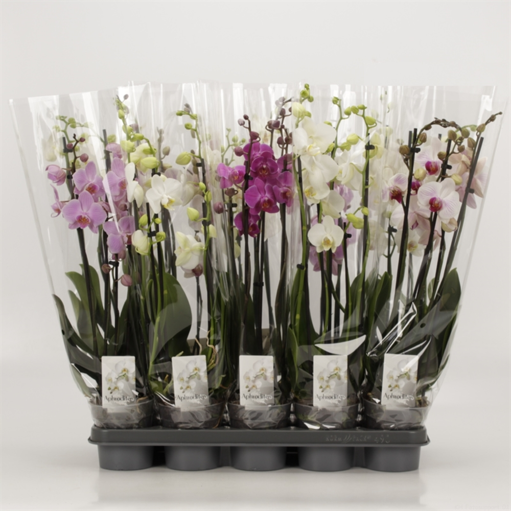 Phalaenopsis gemengd 5 tak gemengd.