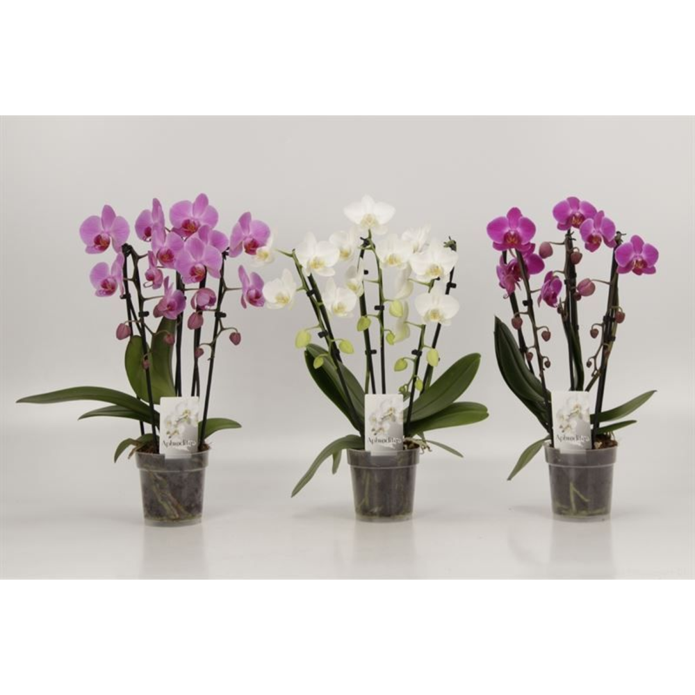 Phalaenopsis Elegant Cascade Cascades Triboga Geme.