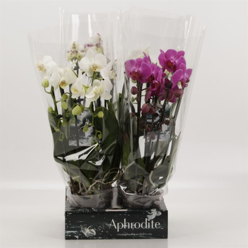 Phalaenopsis Elegant Cascade Triboga gemengd Godde.