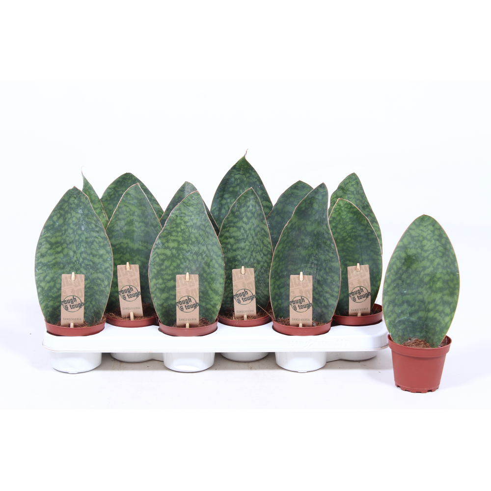 Sansevieria Victoria.
