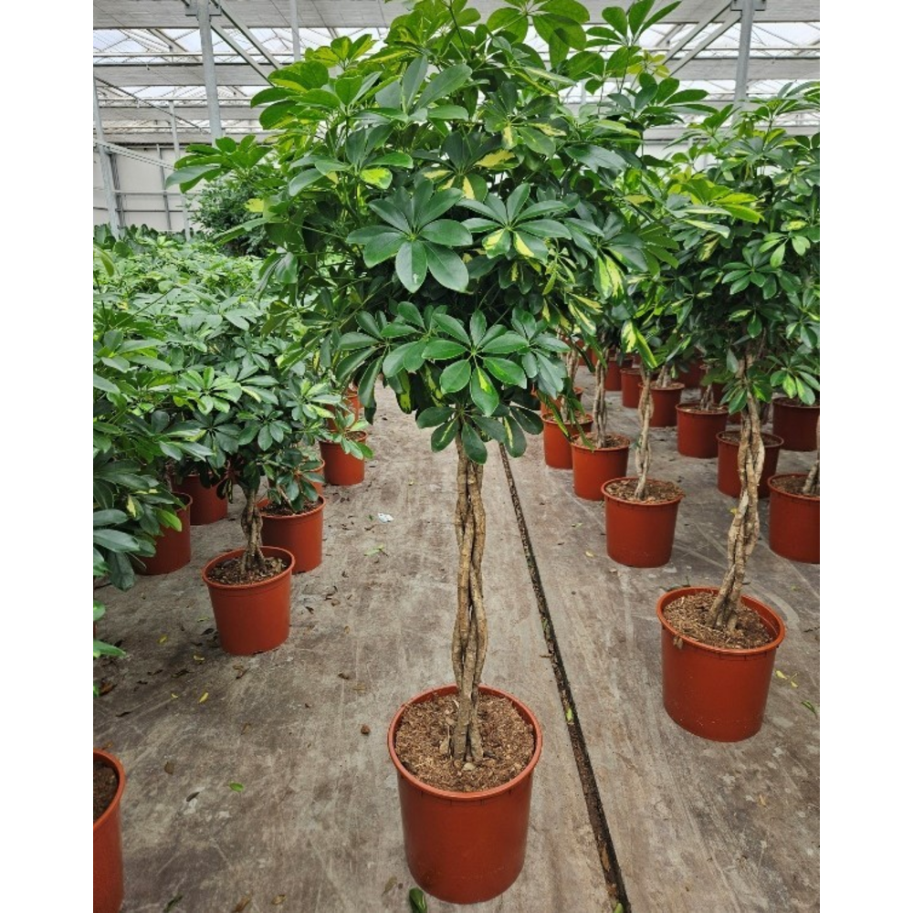 Schefflera Gold Capella.