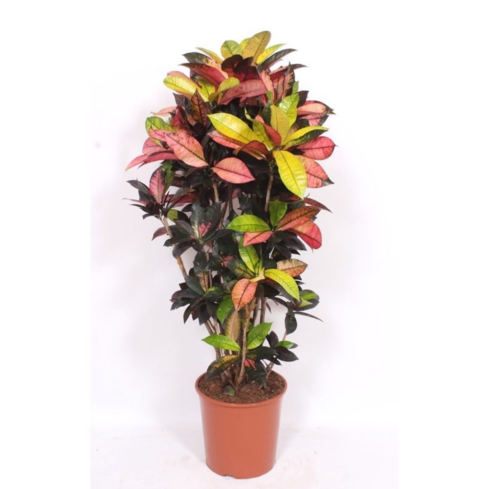 Codiaeum Iceton (Croton Iceton).