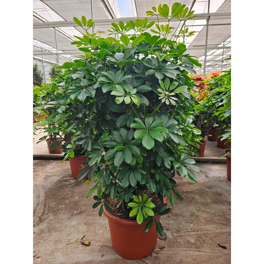 Schefflera arboricola 'Compacta'.