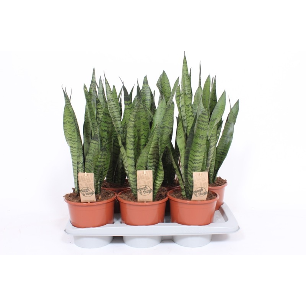 Sansevieria zeylanica.