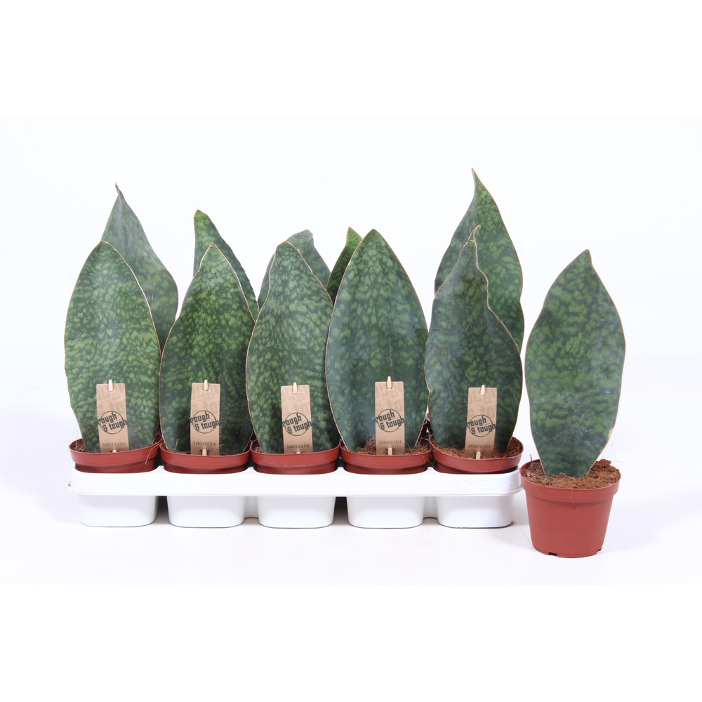 Sansevieria Victoria.