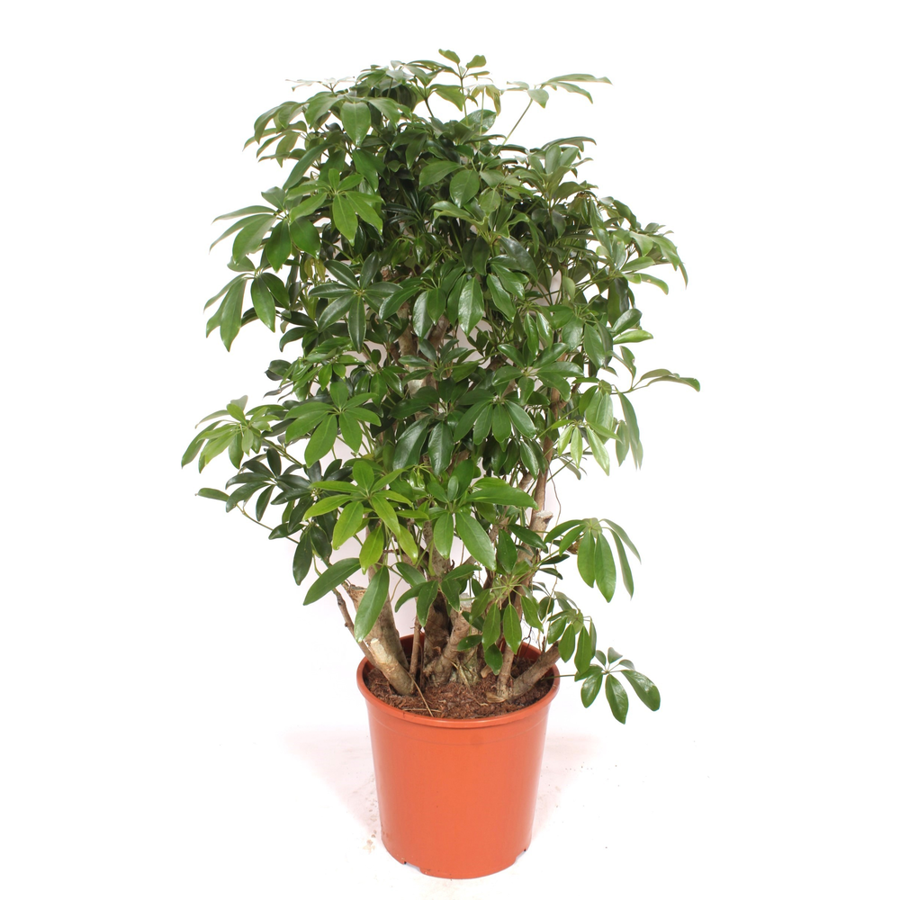 Schefflera arboricola 'Compacta'.