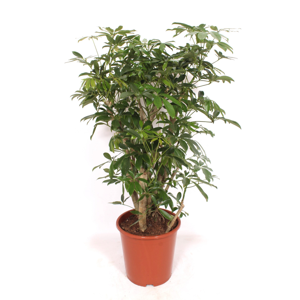 Schefflera arboricola 'Compacta'.
