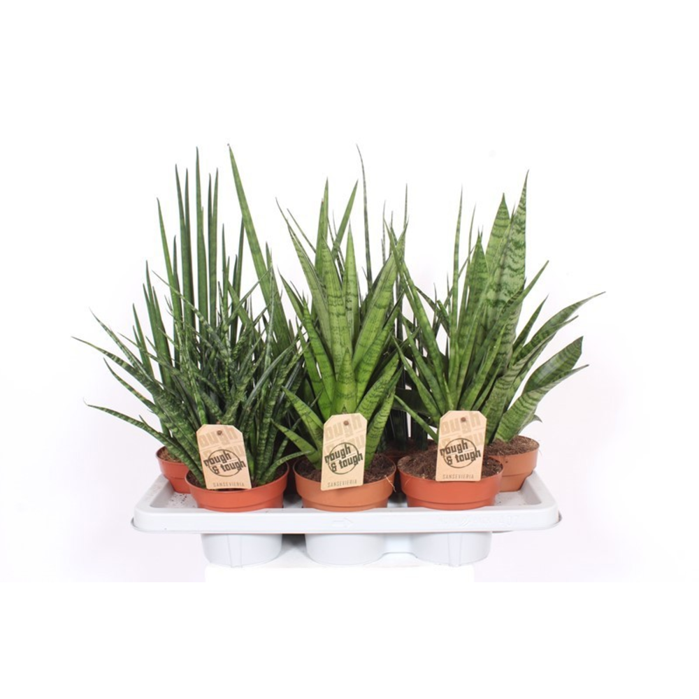 Sansevieria Luxe mix.