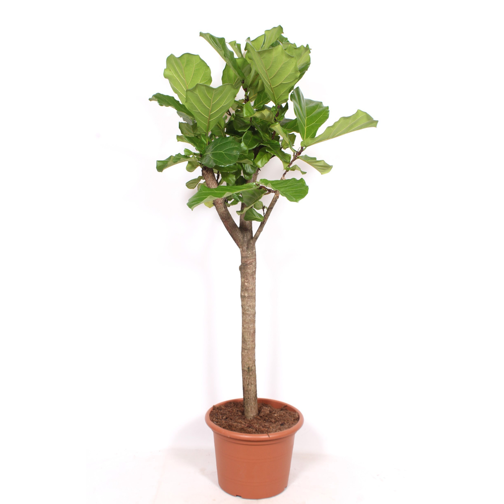 Ficus lyrata.
