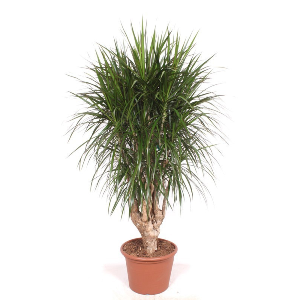 Dracaena marginata.
