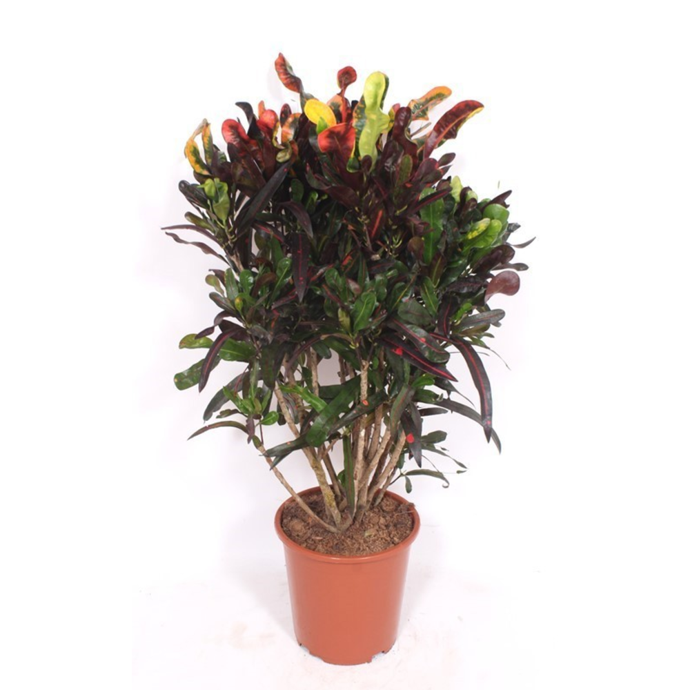 Codiaeum Mammi (Croton Mammi).