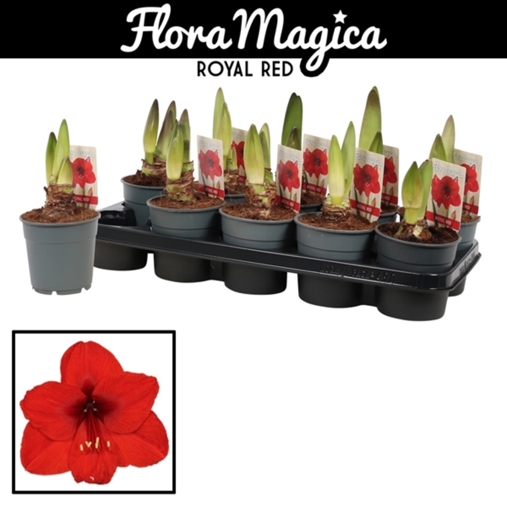 Hippeastrum Royal Red 2 Knop Extra OP.