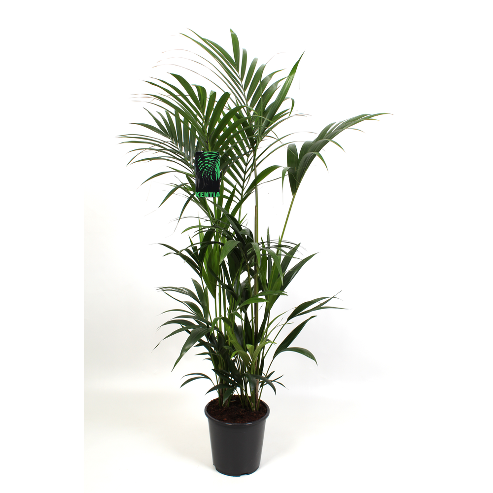 Kentia Howea Forsteriana 27 cm 200 cm hoog.