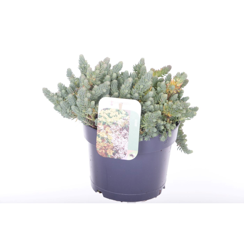 Sedum reflexum.