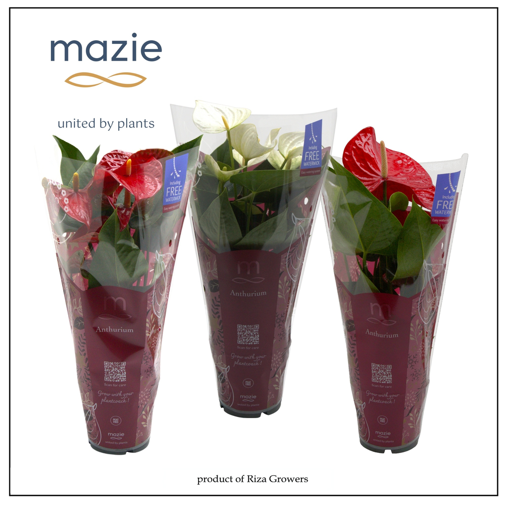 Anthurium - KARMA Red & White | 12cm | Xmas Sleeve.