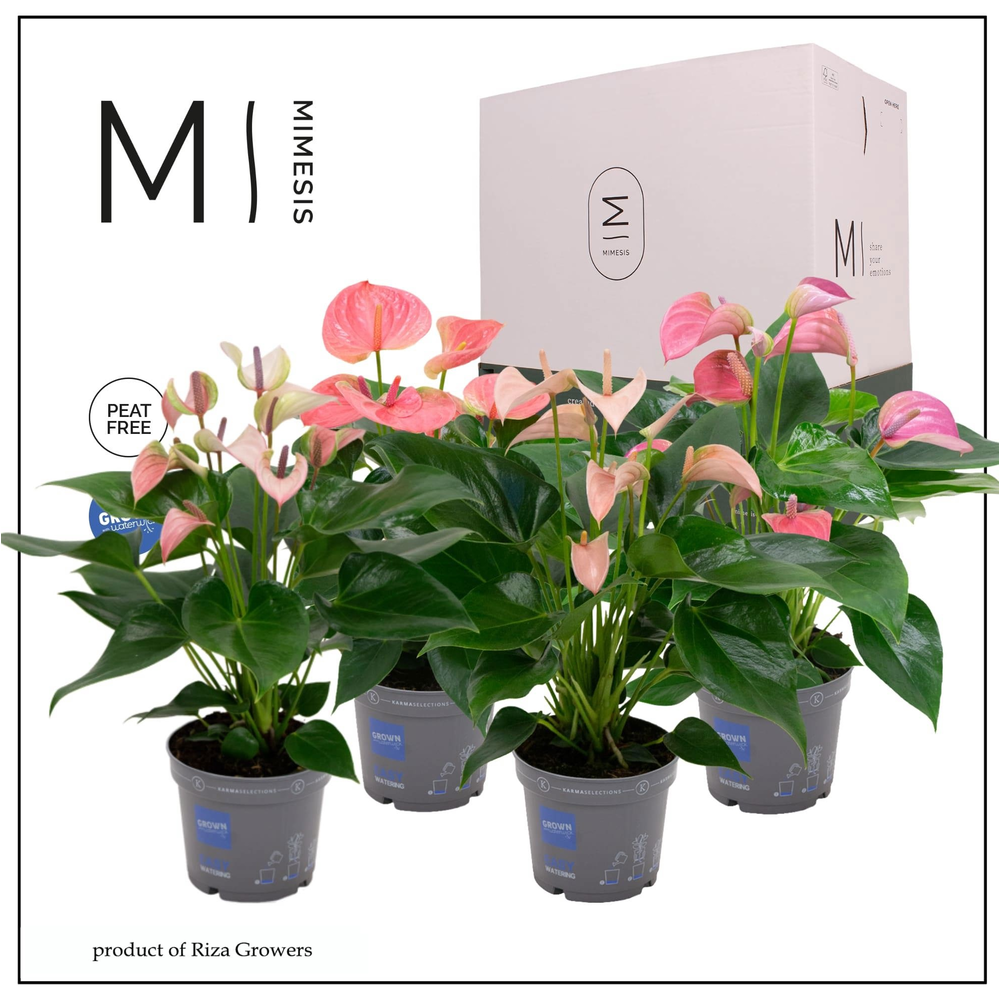 Mimesis Anthurium KARMA Pink Mix - 12cm.