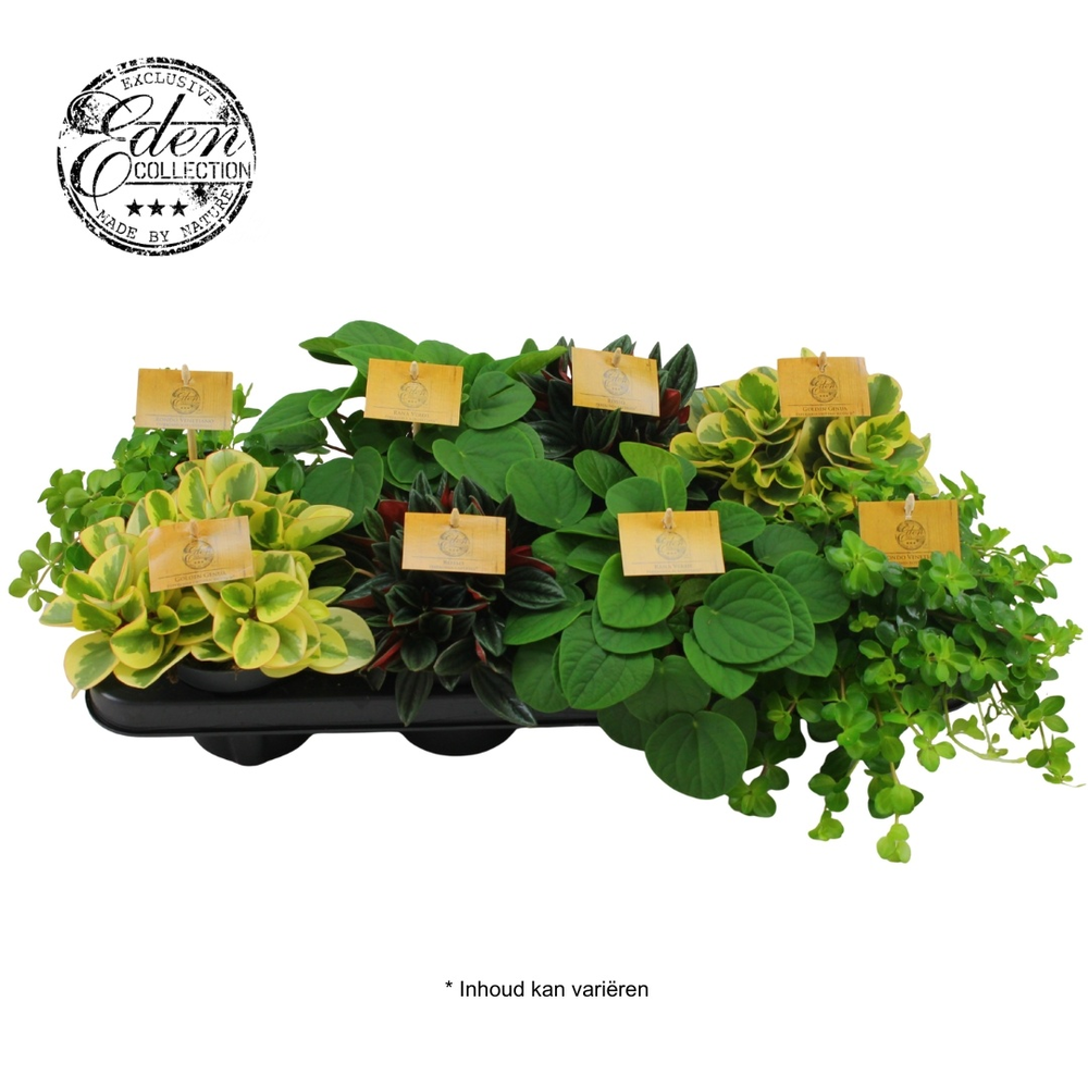 Peperomia gemengd 10,5cm.