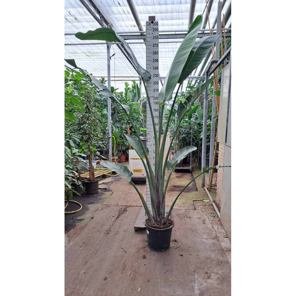 Strelitzia Nicolai toef 300.