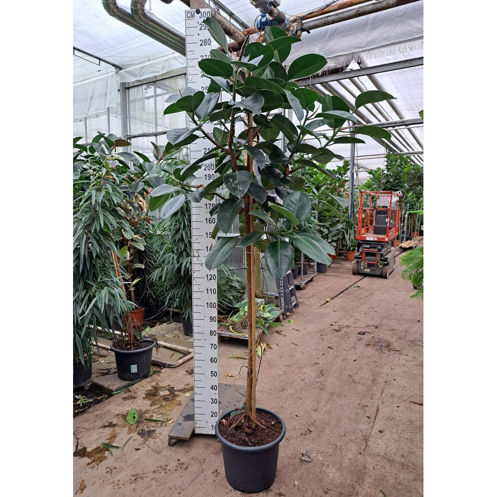 Ficus Elastica Robusta stam 270.