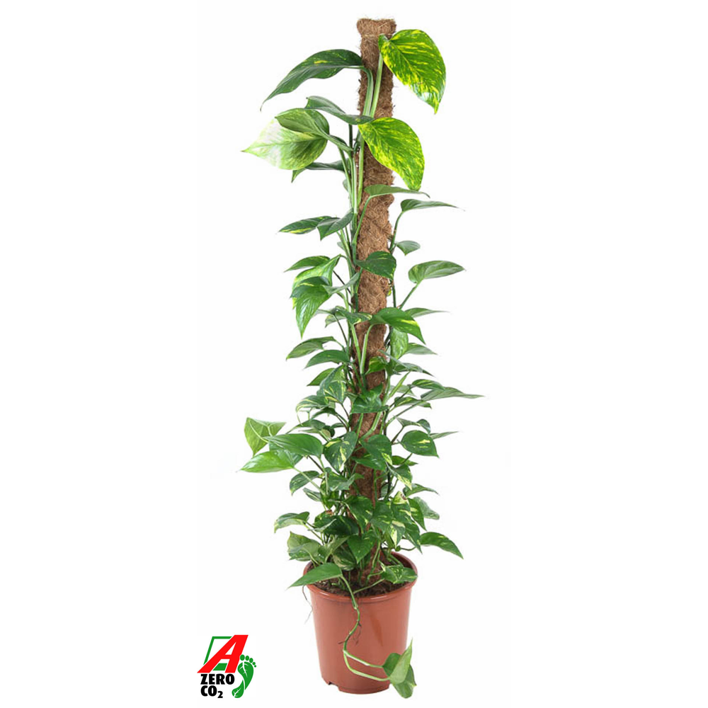 Epipremnum Pinnatum Mosstok P27.