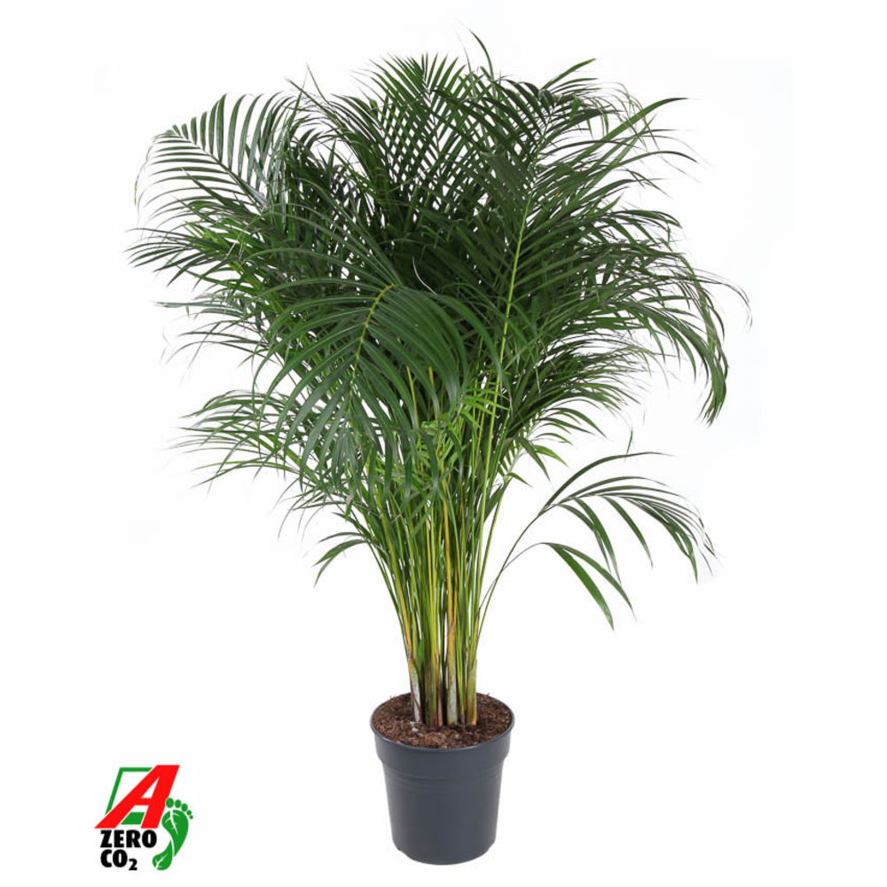Dypsis Lutescens(Areca) P27.