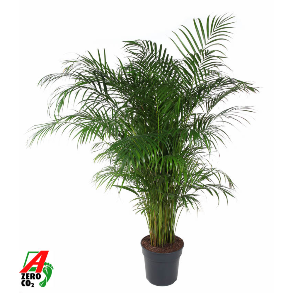 Dypsis Lutescens(Areca) P31-150.