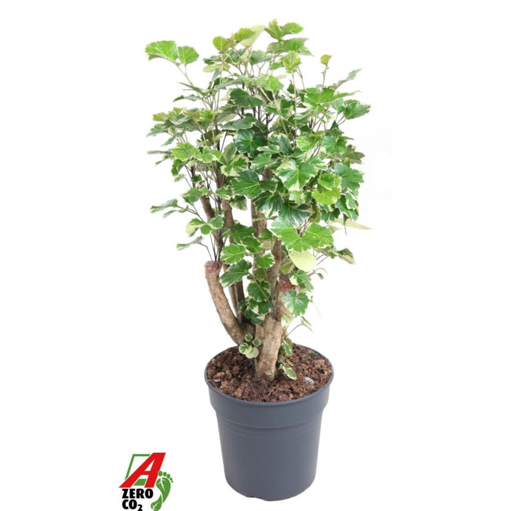 Polyscias Balfouriana vertakt P24.