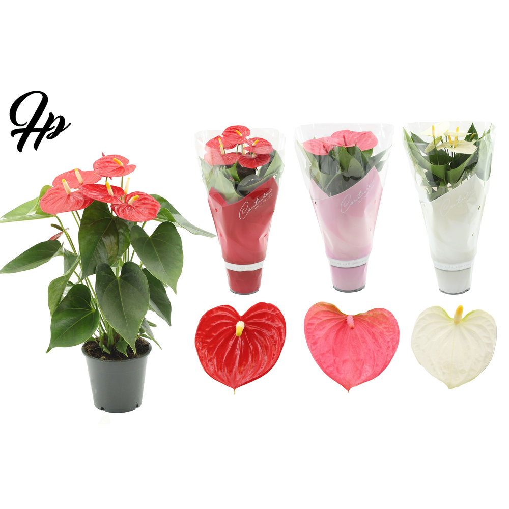 Anthurium 12 cm - 3 color mix in Couture sleeve.