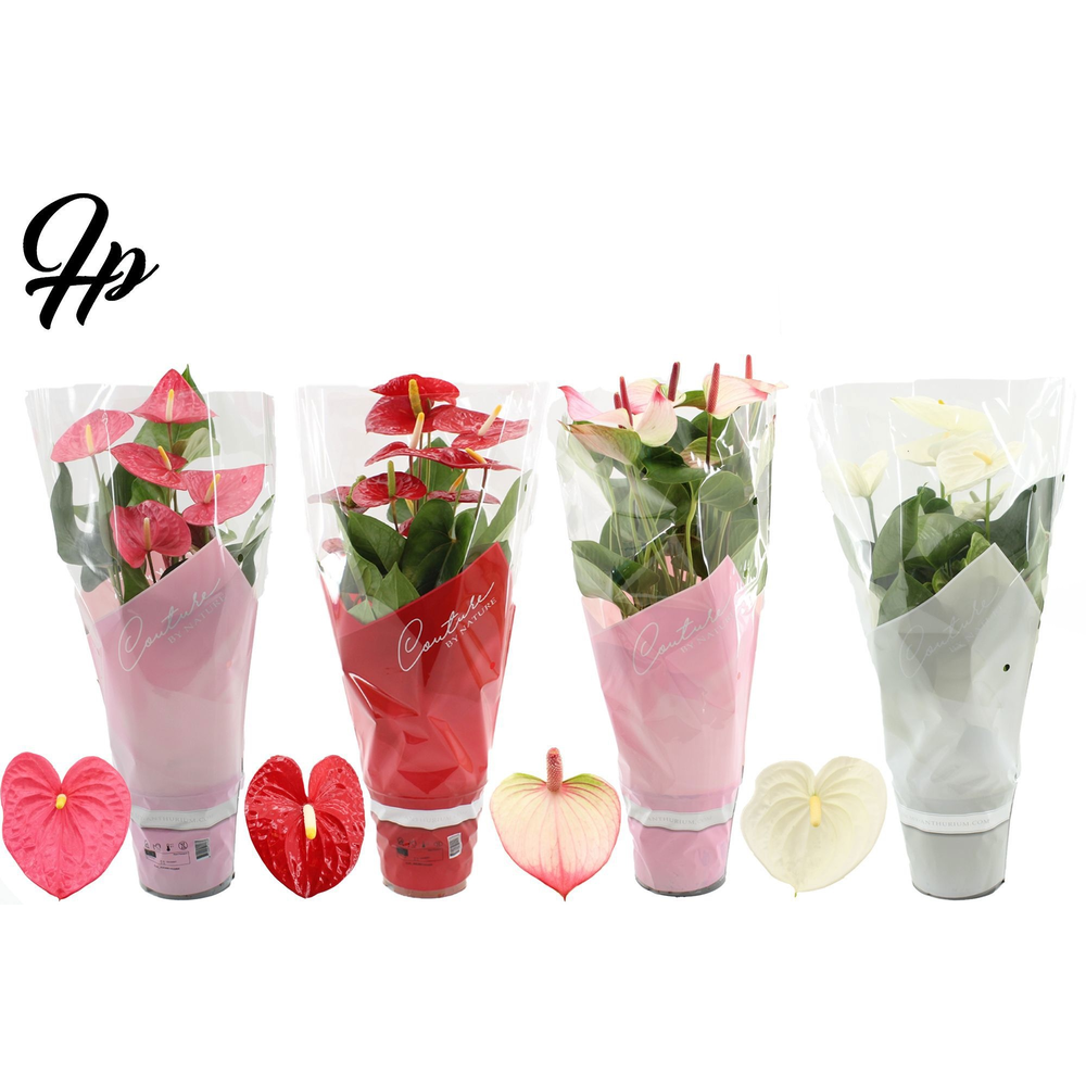 Anthurium 4 color mix in Couture sleeve.