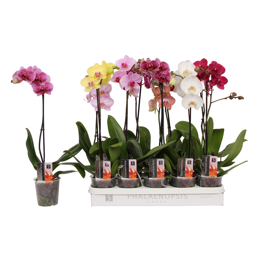 Phalaenopsis 5 color mix, 1-spike 6+.